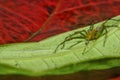 Macro closeup Java Lynx Spider ,Jumping Spider on green leaf Royalty Free Stock Photo