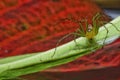 Macro closeup Java Lynx Spider ,Jumping Spider on red leaf