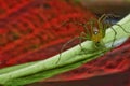 Macro closeup Java Lynx Spider ,Jumping Spider on red leaf