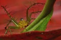 Macro closeup Java Lynx Spider ,Jumping Spider on red leaf Royalty Free Stock Photo