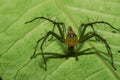 Macro closeup Java Lynx Spider ,Jumping Spider on green leaf Royalty Free Stock Photo