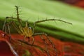 Macro closeup Java Lynx Spider ,Jumping Spider on green leaf Royalty Free Stock Photo