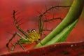 Macro closeup Java Lynx Spider ,Jumping Spider on red leaf Royalty Free Stock Photo