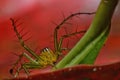 Macro closeup Java Lynx Spider ,Jumping Spider on red leaf Royalty Free Stock Photo