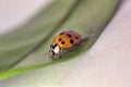 A macro closeup of a lady beetle bug with orange wings and black spots, common insect of europe. Coccinellidae sitting on a green Royalty Free Stock Photo