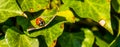 Macro closeup of a lady beetle bug with orange wings and black spots, common insect of europe