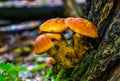 Macro closeup of larch bolete mushrooms growing on a tree trunk, Edible truffle specie from Europe