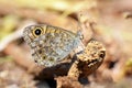 Lasiommata megera , the wall brown butterfly sitting on ground