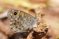 Lasiommata megera , the wall brown butterfly sitting on ground Royalty Free Stock Photo