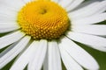 Macro closeup leucanthemum flower head with white rays petals and yellow disk, dark background