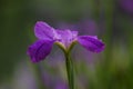 A closeup lilac iris flower in blossom Royalty Free Stock Photo