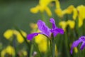 A blooming lilac iris flower in the garden