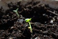 Macro Closeup of Lone Basil Seedling in Dirt with Other Seedling in Background
