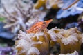 Macro closeup of a long nose hawk fish, a very tiny tropical fish from the indian ocean