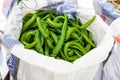 Macro closeup of many green hot peppers in farmer`s market or turkish street food stall in Esilova, turkey Royalty Free Stock Photo