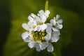 Macro closeup of medicative herb blossom - Garlic mustard Alliaria petiolata on blurry green background