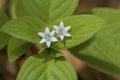 Mexican Clovers Closeup