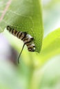 Macro Closeup on Monarch Butterfly Caterpillar Eating Milkweed Plant Leaf