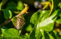 Macro closeup of a mottled shield bug sitting on a green ivy leaf, common insect from europe Royalty Free Stock Photo