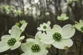 Macro closeup multiple flowering Dogwood flower white with tiny green buds in the Spring