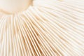 Macro Closeup of Mushroom Gills in White Royalty Free Stock Photo