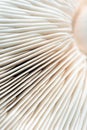 Macro Closeup of Mushroom Gills in White Royalty Free Stock Photo