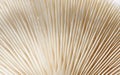 Macro Closeup of Mushroom Gills in White Royalty Free Stock Photo