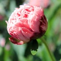 Macro closeup of opening peony bud