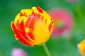 A macro closeup orange tulip under the sun