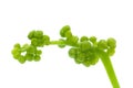 Macro closeup of organic Gulvel or Giloy or Tinospora cordifolia herb Heart-leaved moonseed, guduchi, giloy, crispa fresh green