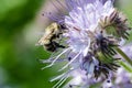 Macro closeup of a ornamental blue lavender clustered flower of Phacelia annual cultivated as honey nectar rich bee plant used in