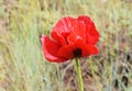 Papaver bracteatum , the Iranian poppy or Persian poppy natural flowers in Damavand