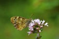 Pararge aegeria , The speckled wood butterfly , butterflies of Iran Royalty Free Stock Photo