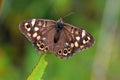 Pararge aegeria , The speckled wood butterfly , butterflies of Iran Royalty Free Stock Photo