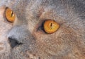 Macro closeup of pedigree british shorthair eye facial details