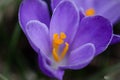 Macro closeup of petals of purple crocus flower Royalty Free Stock Photo