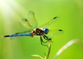 macro closeup photo of a dragonfly on blurred green natural background, sun rays, water droplets created with generative