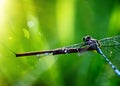 macro closeup photo of a dragonfly on blurred green natural background, sun rays, water droplets created with generative