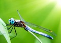 macro closeup photo of a dragonfly on blurred green natural background, sun rays, water droplets created with generative