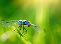 macro closeup photo of a dragonfly on blurred green natural background, sun rays, water droplets created with generative