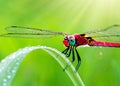 macro closeup photo of a dragonfly on blurred green natural background, sun rays, water droplets created with generative