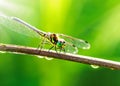 macro closeup photo of a dragonfly on blurred green natural background, sun rays, water droplets created with generative