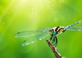 macro closeup photo of a dragonfly on blurred green natural background, sun rays, water droplets created with generative