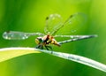 macro closeup photo of a dragonfly on blurred green natural background, sun rays, water droplets created with generative