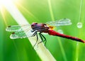 macro closeup photo of a dragonfly on blurred green natural background, sun rays, water droplets created with generative