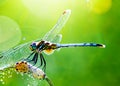 macro closeup photo of a dragonfly on blurred green natural background, sun rays, water droplets created with generative