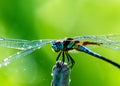 macro closeup photo of a dragonfly on blurred green natural background, sun rays, water droplets created with generative