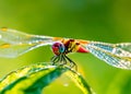 macro closeup photo of a dragonfly on blurred green natural background, sun rays, water droplets created with generative