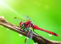 macro closeup photo of a dragonfly on blurred green natural background, sun rays, water droplets created with generative