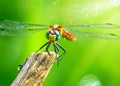 macro closeup photo of a dragonfly on blurred green natural background, sun rays, water droplets created with generative